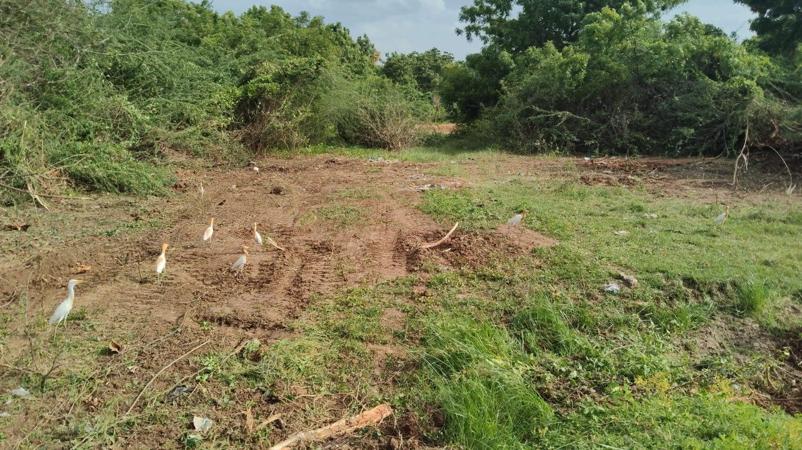 Plot 166 After Cleanup